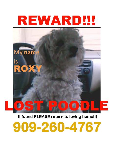 LOST FEMALE WHITE SMALL POODLE