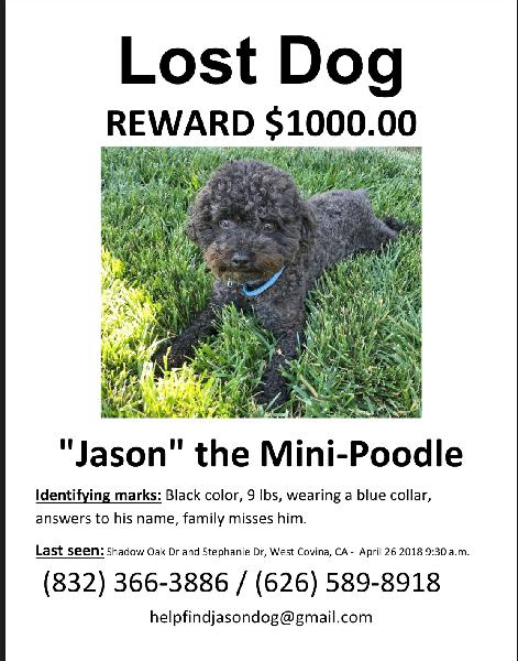 Lost black mini poodle around West Covina (shadow oak dr) 