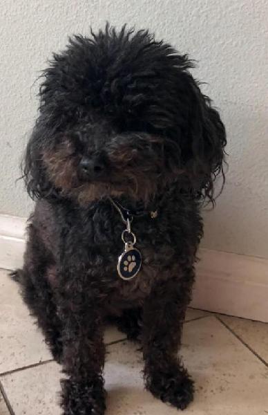 ***LOST BLACK POODLE - CHINO HILLS***
