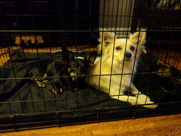 Found 2 Small Dogs - Ontario