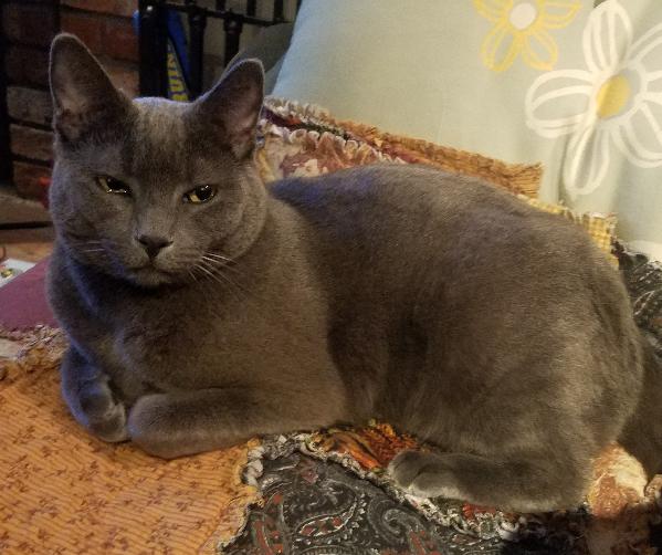 Lost Grey Cat (m) in San Dimas