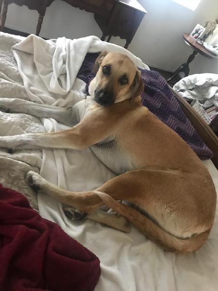 LOST FAMILY DOG