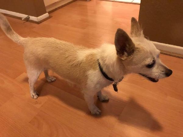 Found Dog 07/18 in Chino Hills
