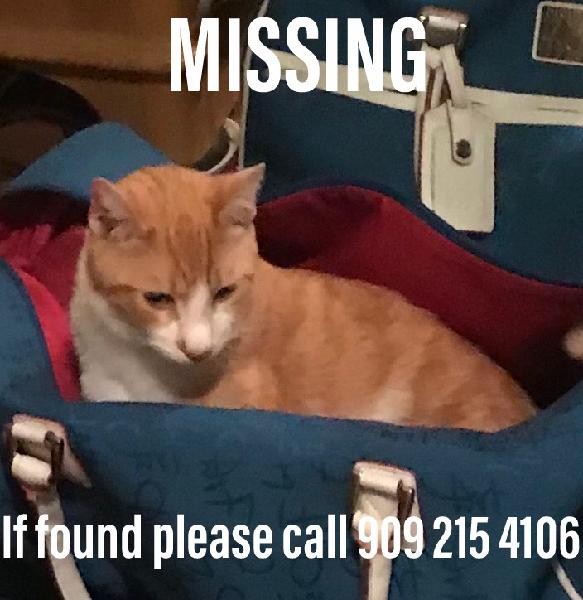Missing Orange and white male cat