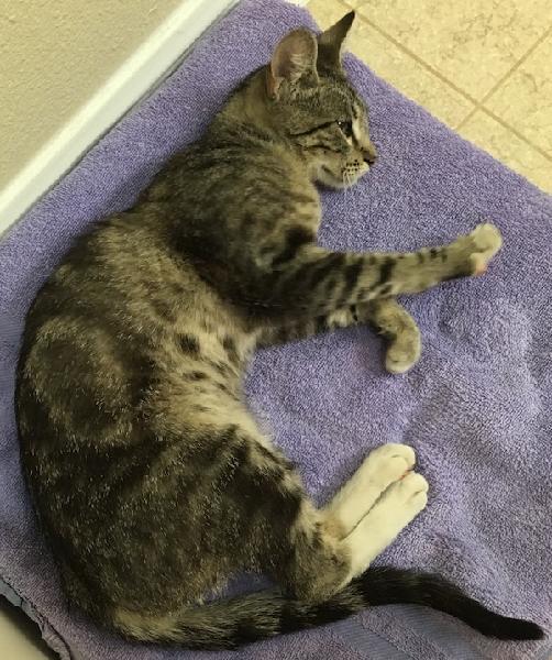 Found Grey Tabby Cat (~6 months old)