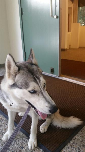 Found Male Husky in Ontario