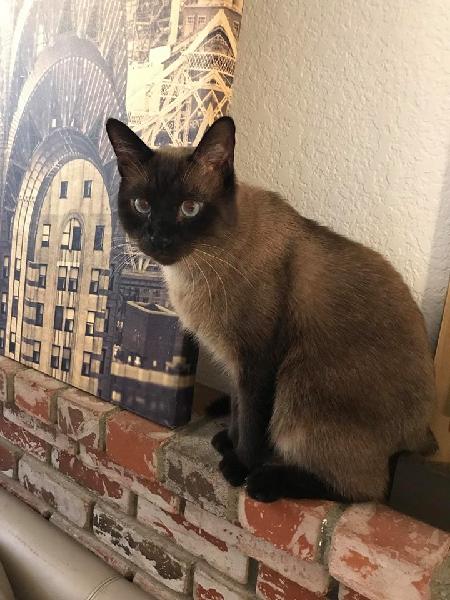 Lost Cat - Chino Hills - Bayberry Dr.