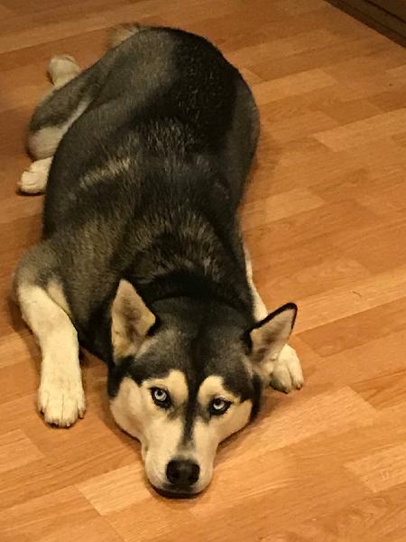 Lost our Husky