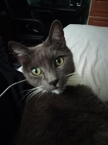 Lost Cat (please help)