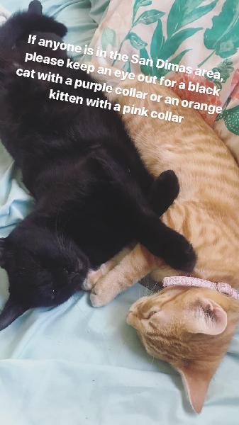 Lost cat and kitten