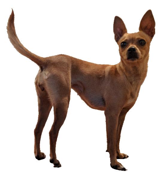 Found Tan Chihuahua