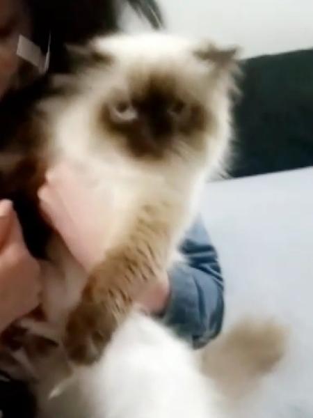 Lost White Himalayan Cat