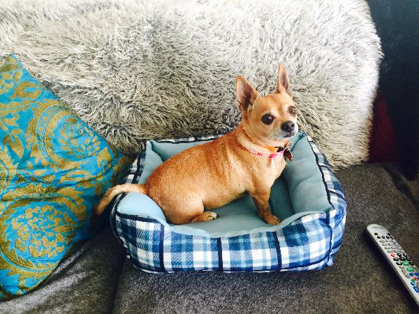 Missing Fawn Female Chihuahua