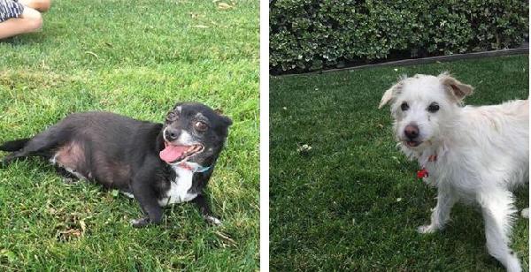 ***FOUND DOGS - CHINO / COLLEGE PARK***