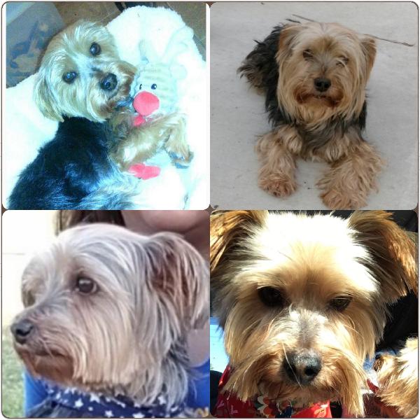Lost Male Yorkie 