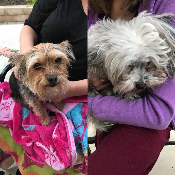 Found Dogs - Phillips Ranch