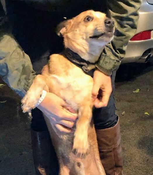 Found dog on hallwood Ave in Pomona CA on 2/3/19