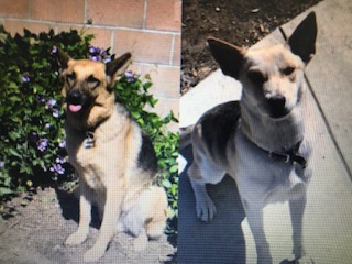 Two missing dogs from Claremont