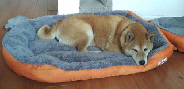 Lost Orange Shiba Inu Dog