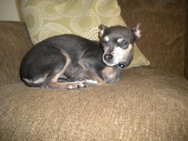 16 Year Old Chihuahua Lost! Our Family Misses Her!