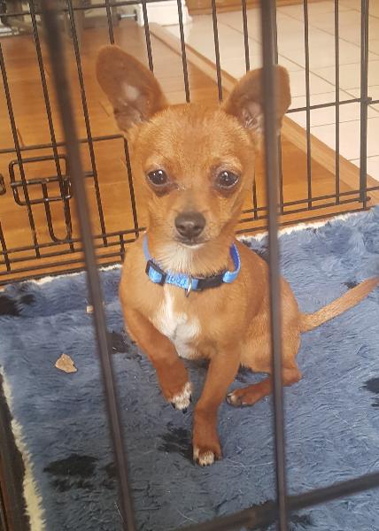 Found Chihuahua Puppy