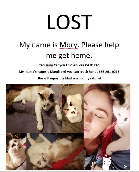 LOST KITTY