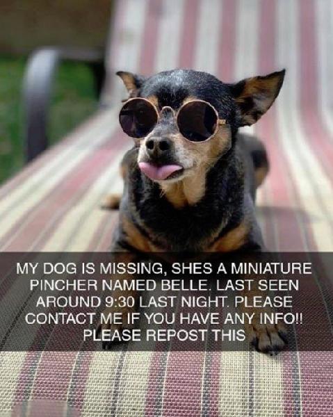 Blind Dog Missing 