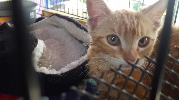 Lost Orange Tabby Kitten