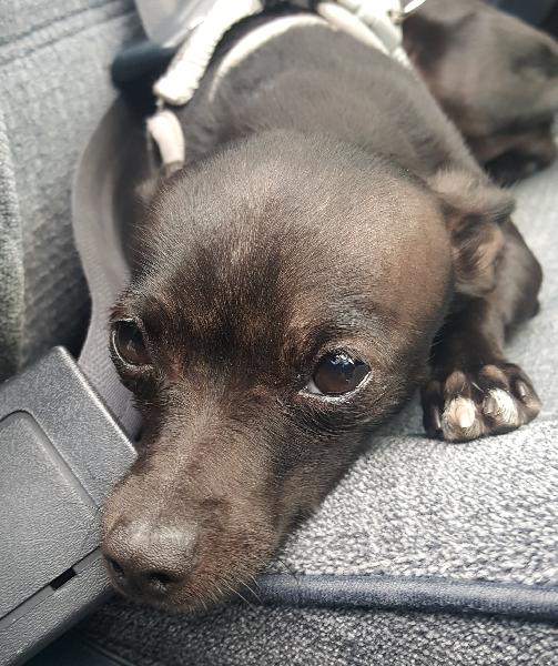 Lost black Chihuahua baby girl