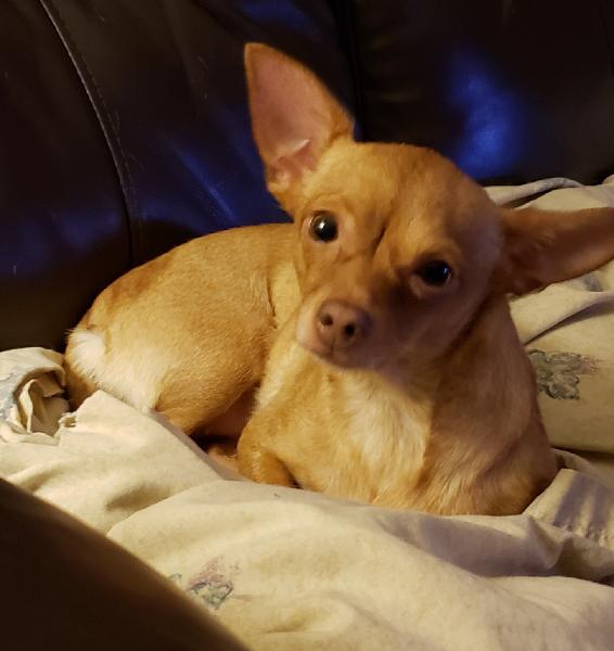 Missing Chihuahua 