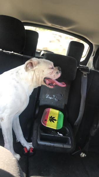 Lost White Boxer & Black Pit Bull Terrier
