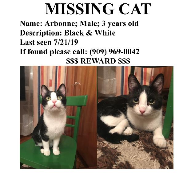 Lost Cat in Claremont 7/21/19