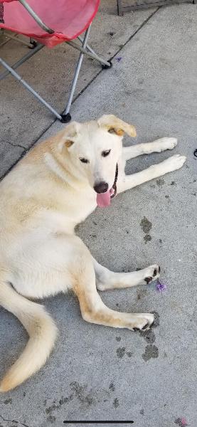 found young female dog in pomona