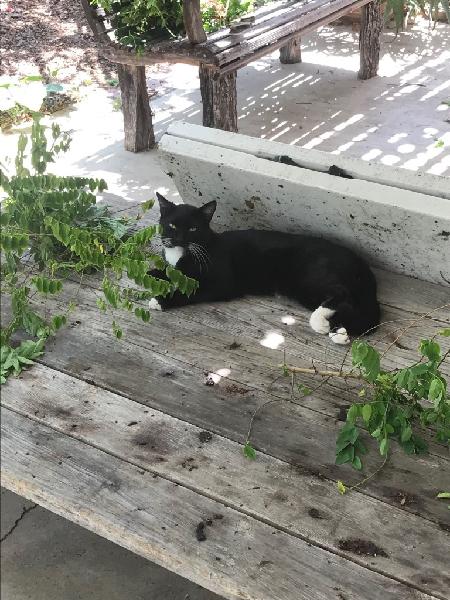Lost Cat: Medium Size Black Fur with White Paws