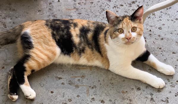 Missing Calico Kitty 