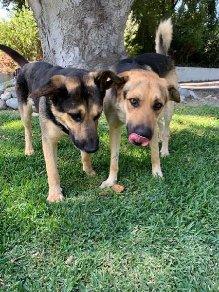 2 Dogs found
