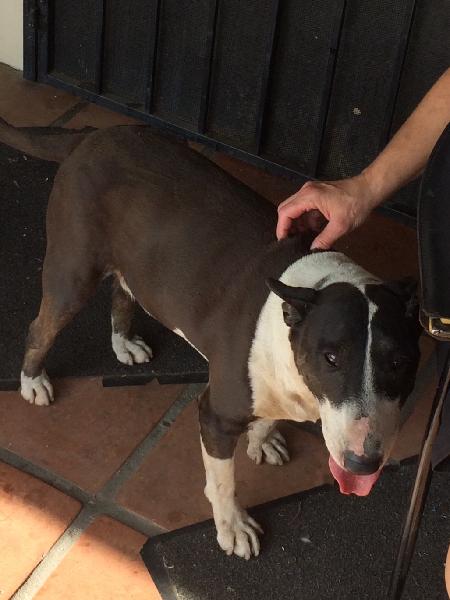Found Male English Bull Terrier