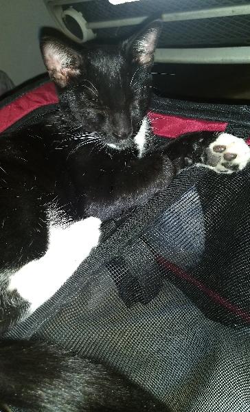 Tuxedo kitten found