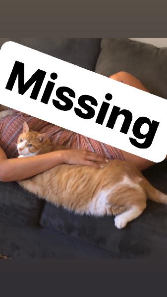 Lost cat 