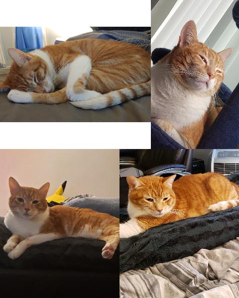 Missing Orange Tabby Cat