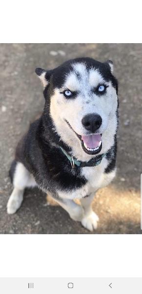 Our Missing Husky "Tank"