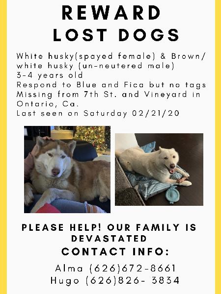 REWARD for Missing Dogs! Please help, our family is devastated.