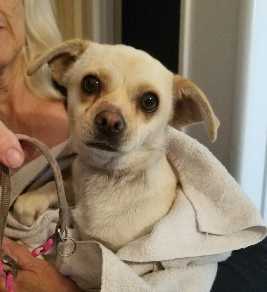 Found white chihuahua mix roaming our street