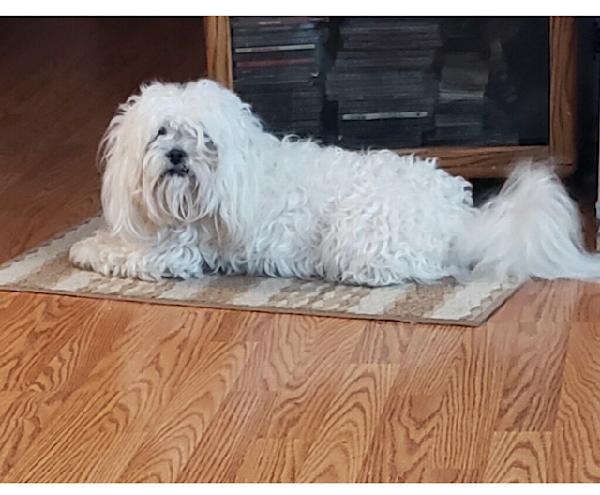 Found Mixed Poodle & Lhasa Apso