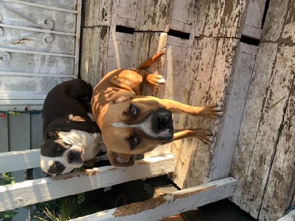Lost 2 dogs