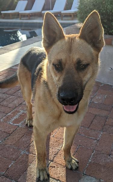 Found young male German Shepherd in Ontario