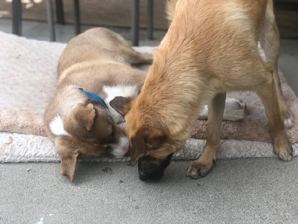 Two Found Dogs
