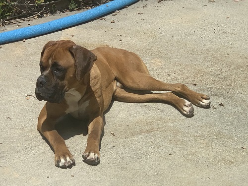 Sweet Brown Boxer Found