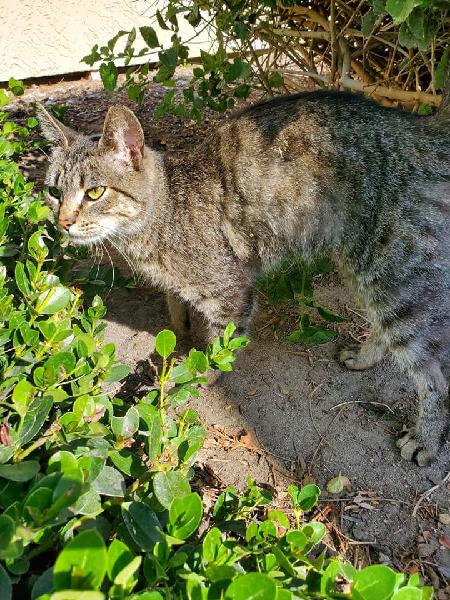 Tabby Cat Found Rancho Cucamonga