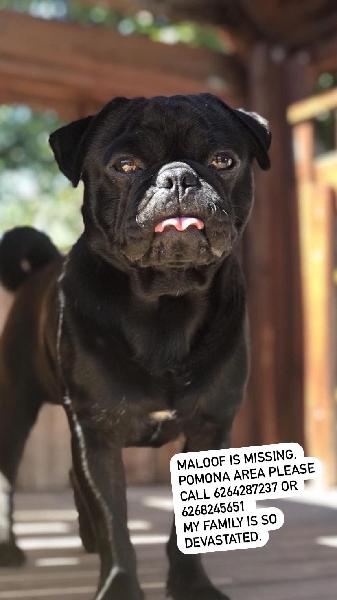 Lost Male Black Pug